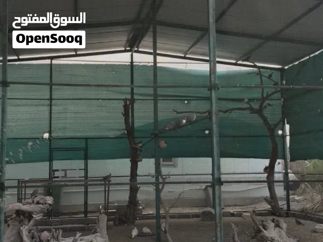 للبيع محميه طيور حجم كبير مع الطيور. القفص