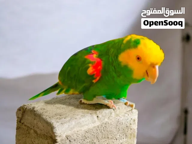 ببغاء دبل يلوهد ماغنا