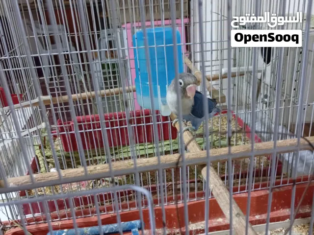 ذكر بركديلو