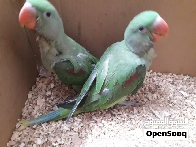 السلام عليكم متاح بغبغاء نيبالي قريب على فطام بغداد قرب تقاطع درويش