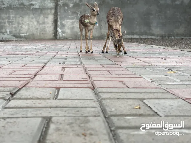 للبيع غزلان ذكر وانثى اليفات يشربن حليب