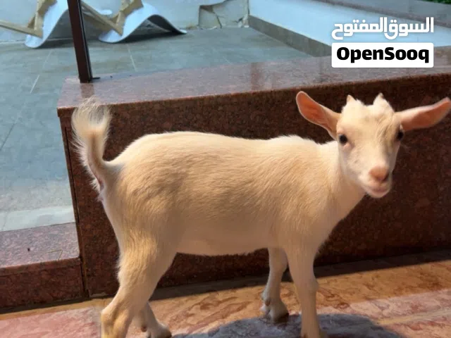 انثى بقمي مكس بلجيكي امريكي مطور