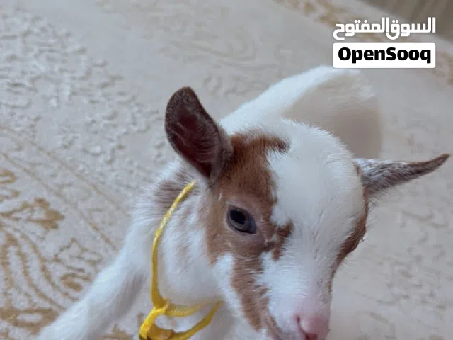 ماعز القزم لعوب ونشيط للبيع في رأس الخيمة