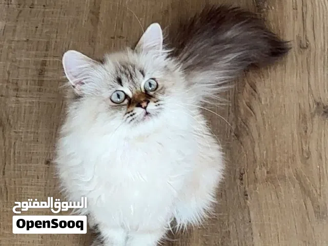 هملايا العمر شهر أنثى