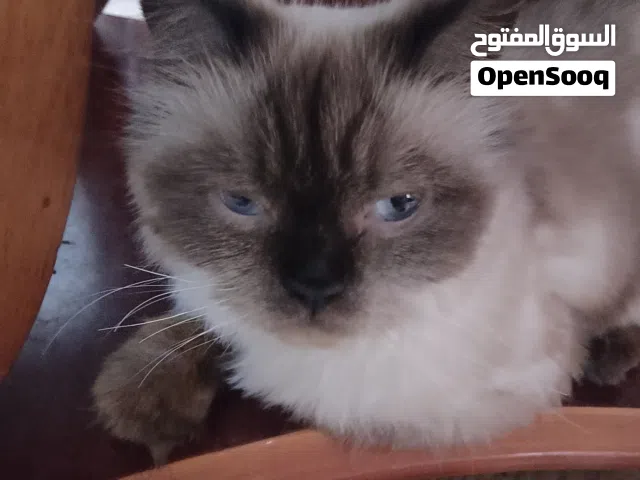 قط هملايا للبيع