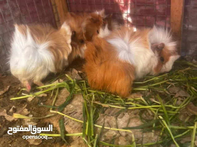 وبران مصري وغيني