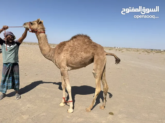 جعودين وبكره للبيع