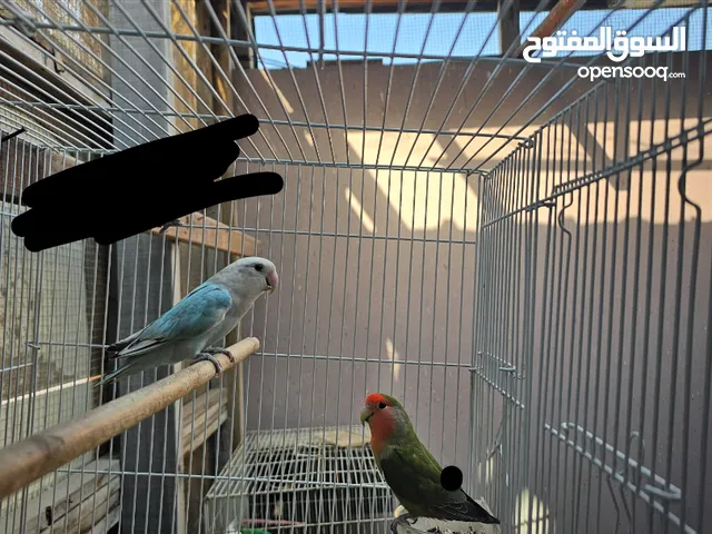 طيور حب غير معروفين الجنسيه