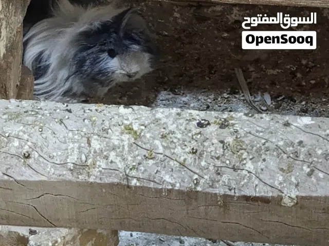 ارنب غيني مزاويج