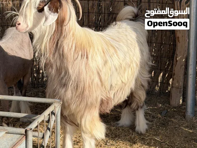 شاه رحبيه سميين