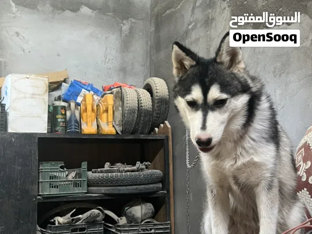 كلب هاسكي أنثى