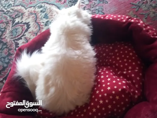 بسه شيرازي