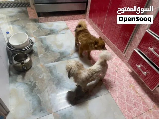 للبيع كلاب واحد شيتزو واحد بومرينيان