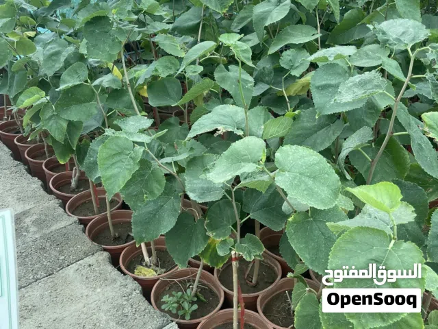 شتلات توت الهدا