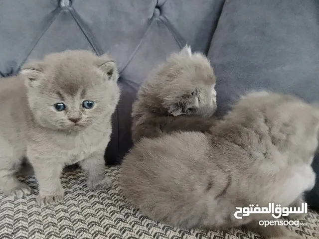 ايناث رزكور بريتش