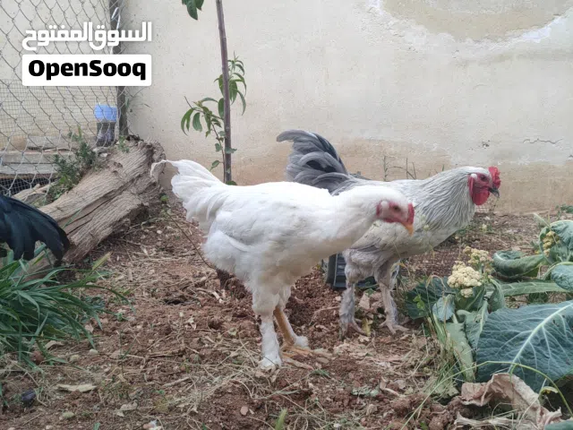 ديك للبيع عدد 2