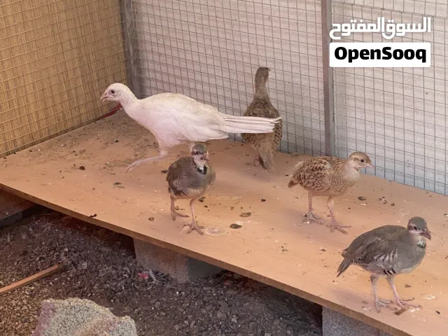 للبيع فزن وحجل وصفارد وسمان تكساس