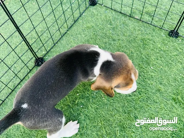 Beagle puppies Male & Female for sale