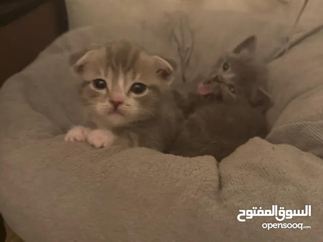قطط اسكوتش فولد short hair
