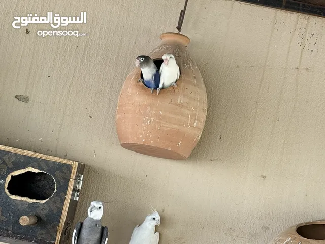 ببغاء الكوكتيل والفيشر