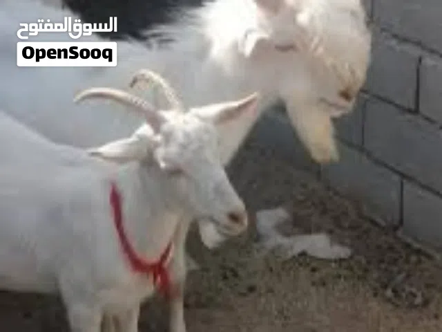 ماعز شامي +جبلي  بيع مستعجل