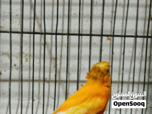 طيور كنار عدد7