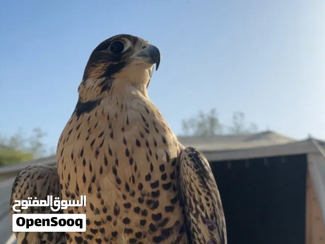 للبيع جير شاهين