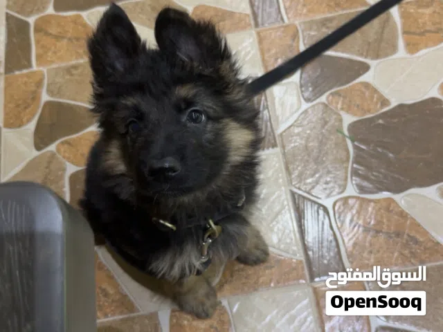 بيعه سريعه