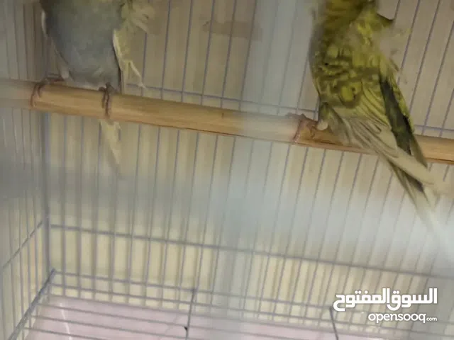 بادجي هوقو كرست