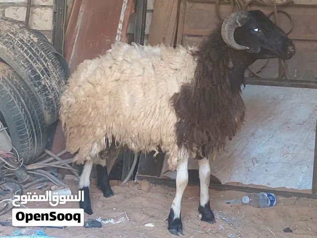 خروف للبيع