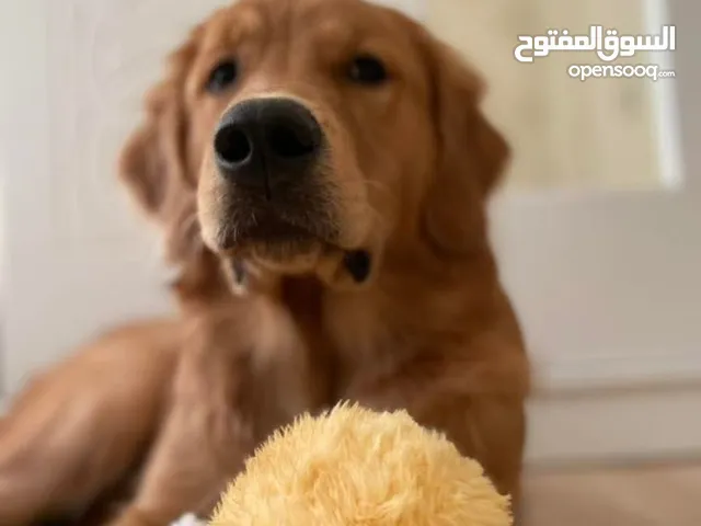 Golden retriever male 1 year old in sharjah