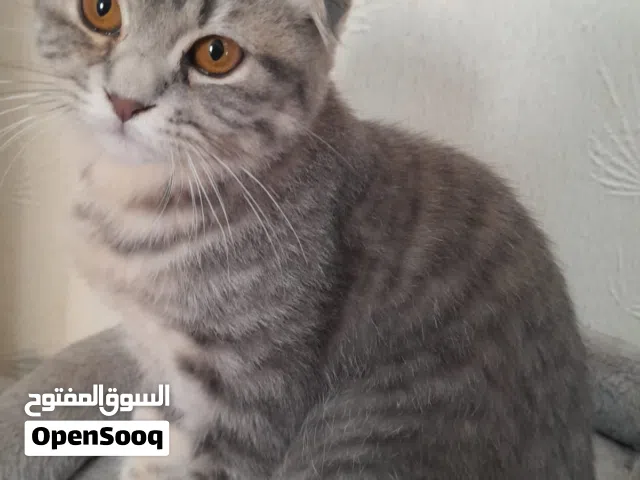 سكوتش للتبني حنونة تبحث عن بيت آمن  • سكوتش فولد للتبني – أليفة ومعتادة على المنزل