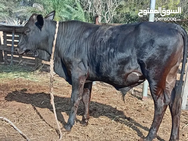 ثيران عمانيات سمان ماشاءالله