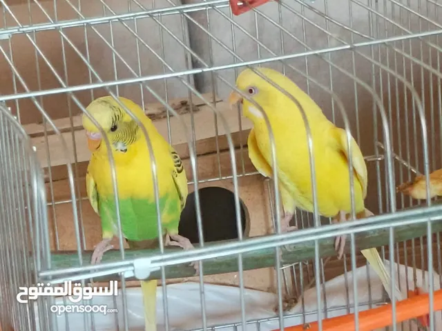 طيور حب مع فراخ عدد 2 للبيع بحاله ممتازه