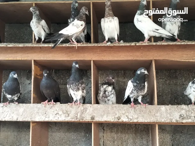 حمام باكستاني طيار نسول قويه جدا