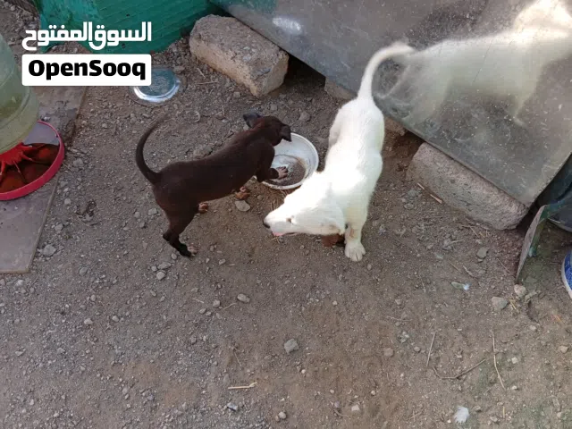 كلاب للبيع