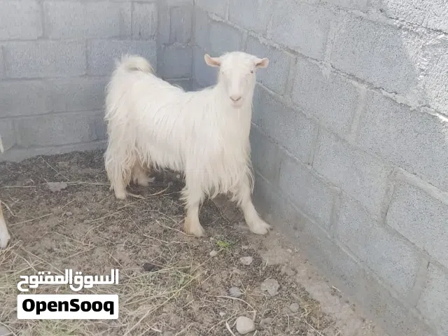 تيس اللون الابيض