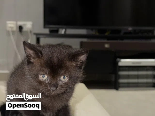 كيتن برتش شورت هير بني غامق
