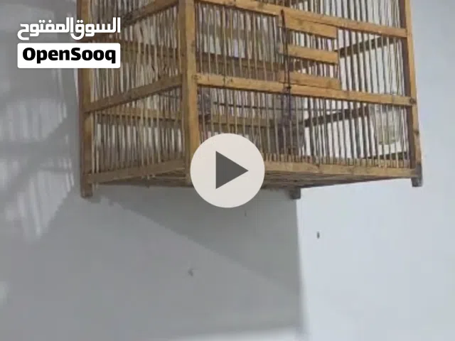 مرحبا بلبل للبيع