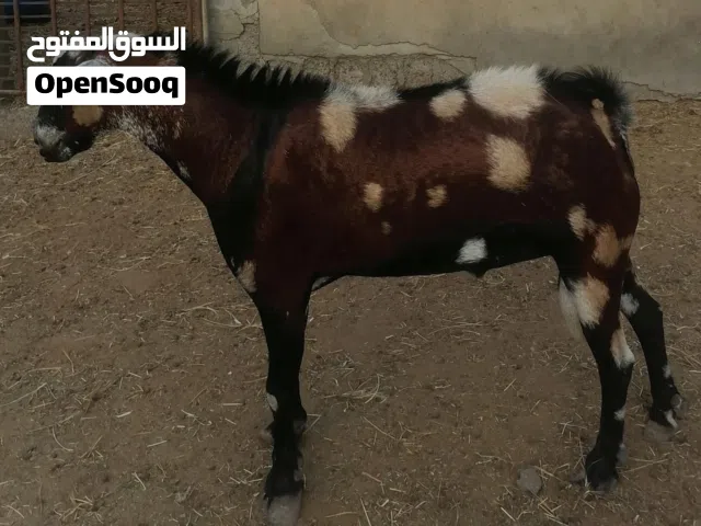 تيس صلالي فحل