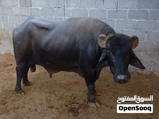 جاموس ( ذكر) للبيع بصحة ممتازة ومناسب للذبح والتربيه