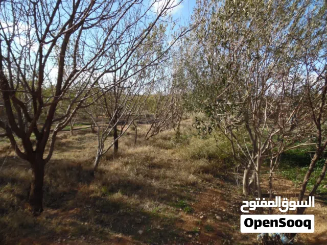 Farm Land for Sale in Djelfa Other