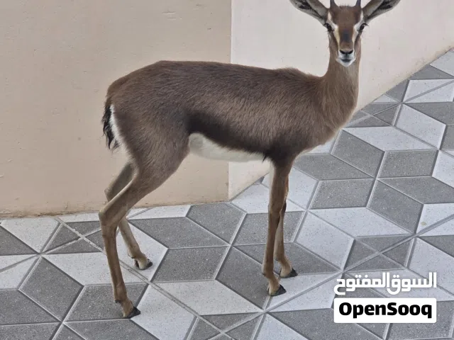 غزال ديماني ذكر للبيع