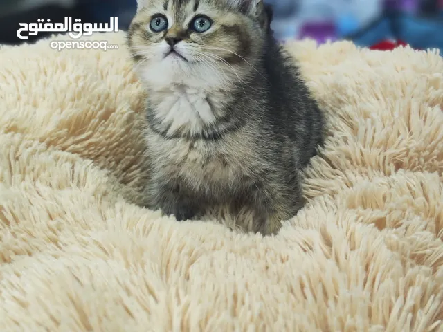 ذكر سكوتش ستريت جولدن ny2,4, اعلى ترميز ما شاء الله