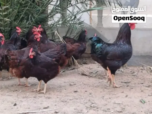 السلام عليكم ورحمة الله وبركاته  متوفر من جديد الرود ايلاند الامريكي الاصلي درجة اولى في ليبيا