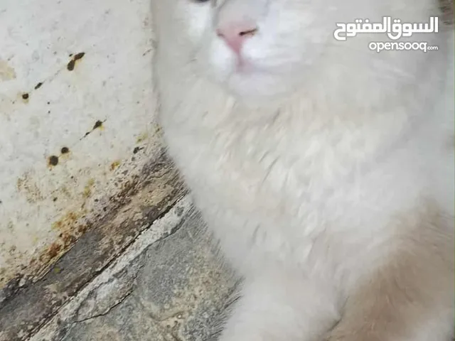 قط اوروپي قط