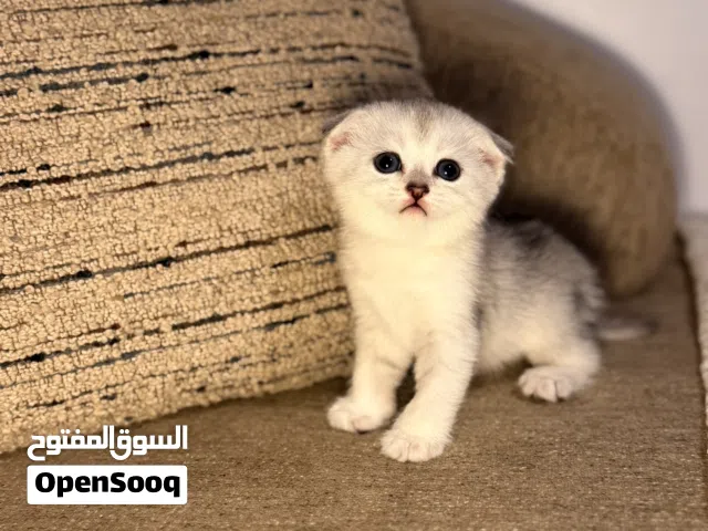 قطه كيتن للبيع سكوتش فولد