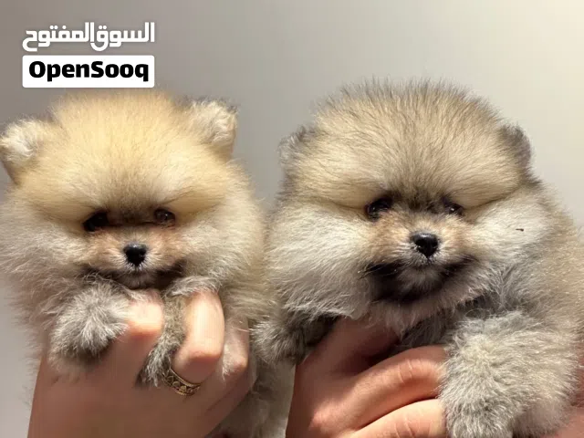 جراوي مني بومارينين أهالي مستورده Mini Pomeranian puppies