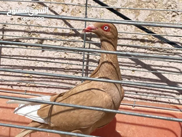 سعرهم مناسب
