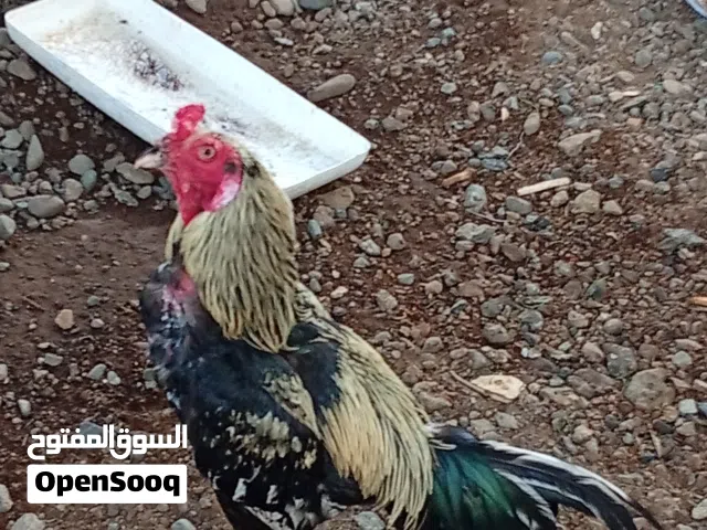 دجاج البيع لو البدل زوج آتيك افراد اببص